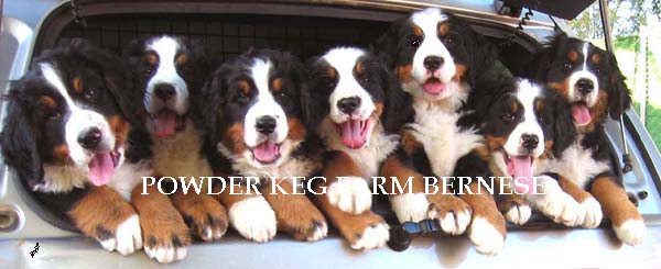 BERNESE PUPPIES UTAH