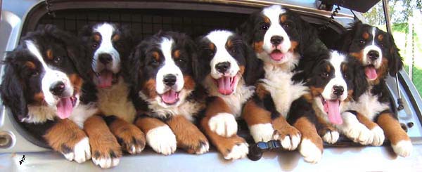 Bernese puppies