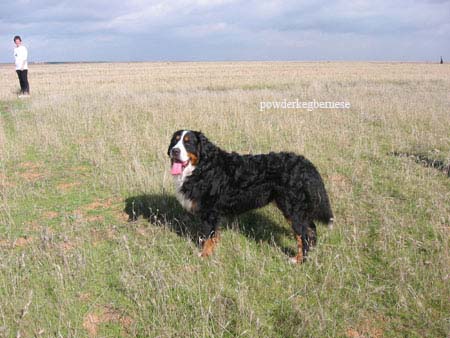 bernese utah