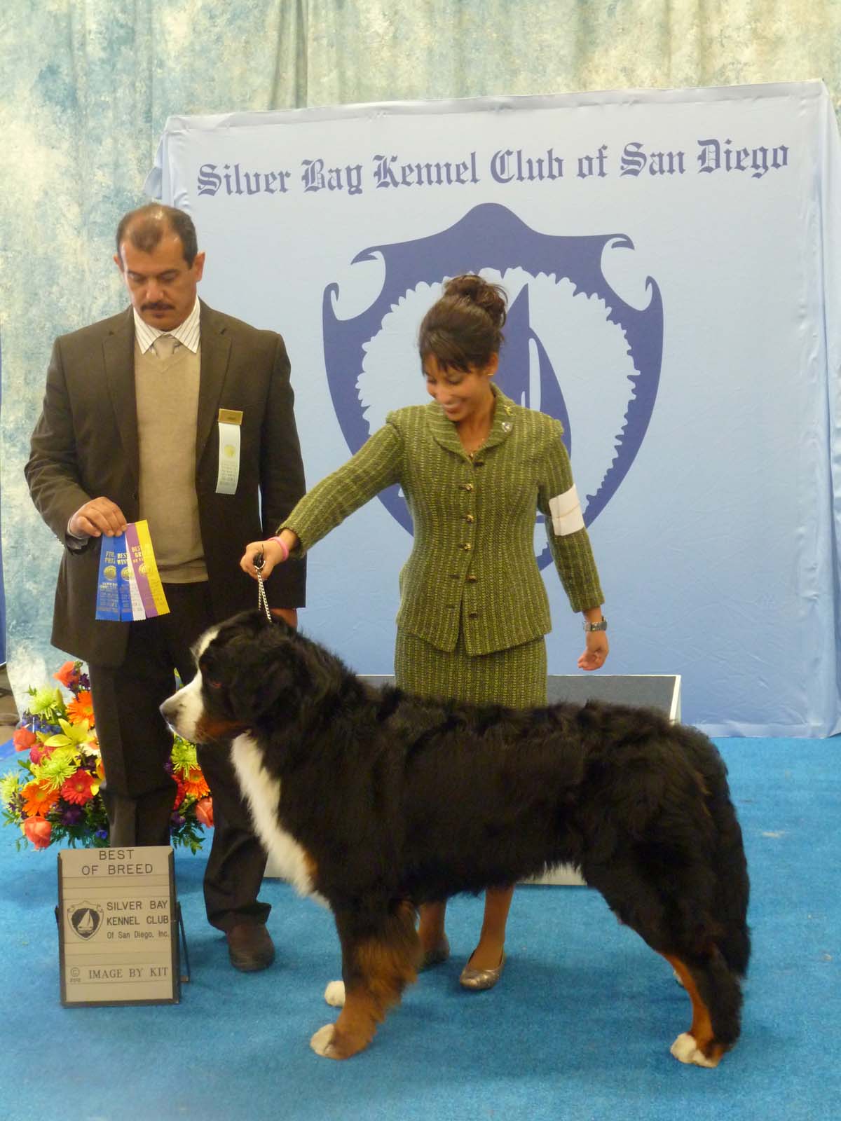 Bernese Mountain Dogs