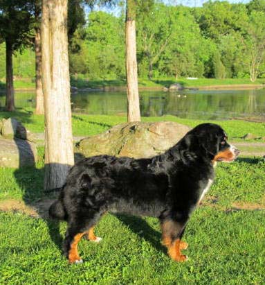 Bernese Mountain Dogs