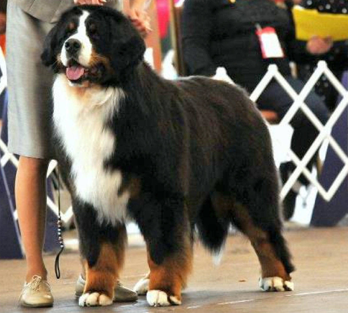 Bernese Utah Beowulf