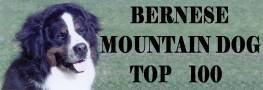 Bernese top 100 banner