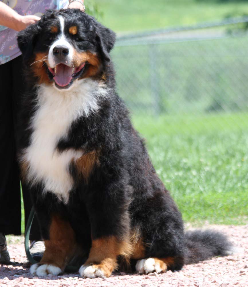 "Bernese Mountain Dogs Powder Keg Farm Utah"