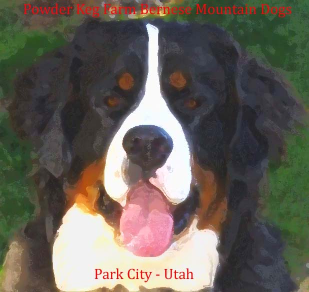 Home Page Powder Keg Farm Bernese