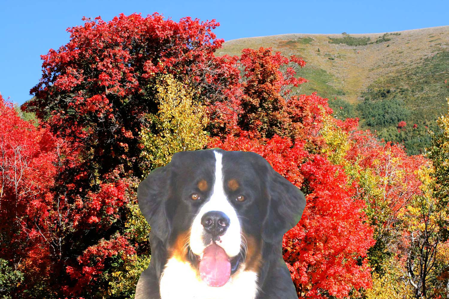 bernese mountain utah home page powder keg farm bernese bernese mountain utah home page powder keg farm bernese