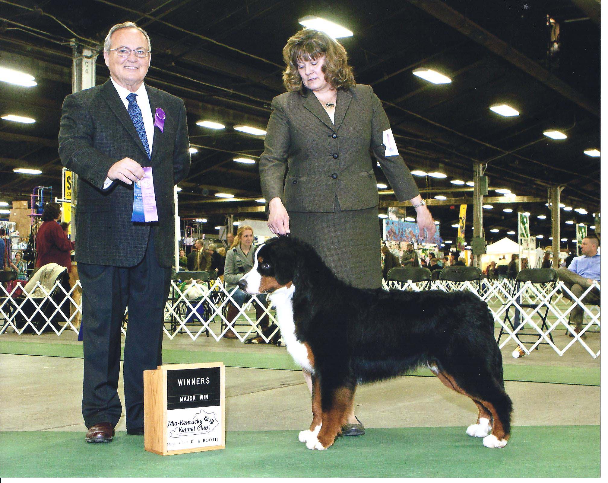 bernese mountain dog