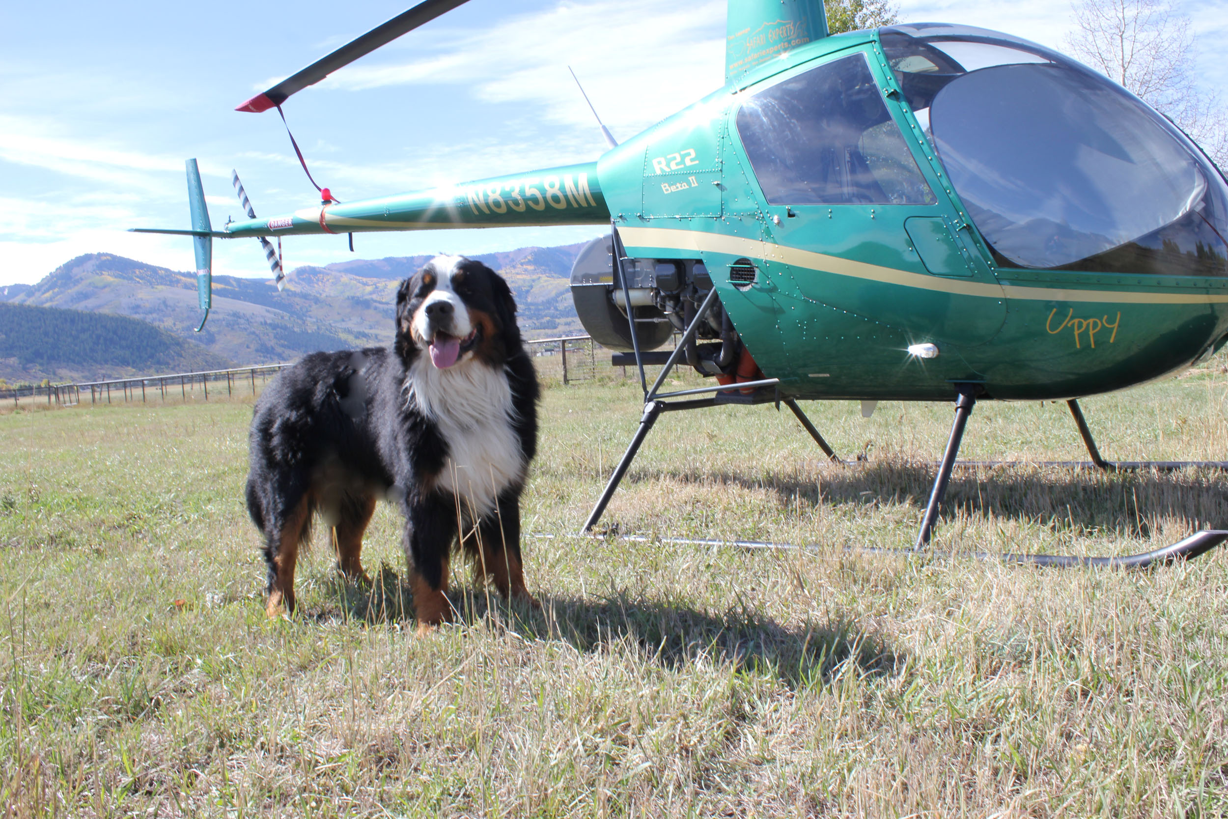 harley bernese utah