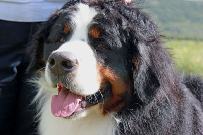 HARLEY BERNESE UTAH