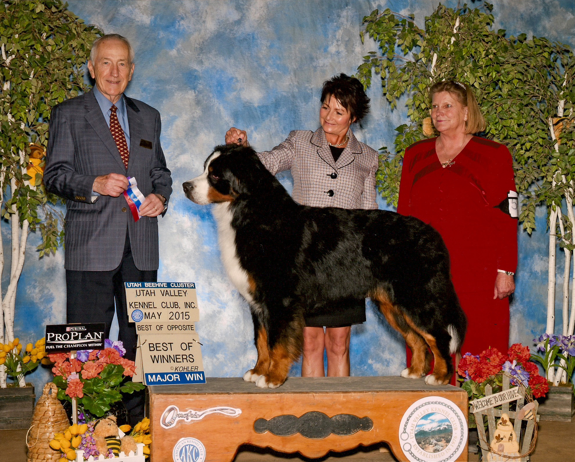 Harley bernese show winner utah