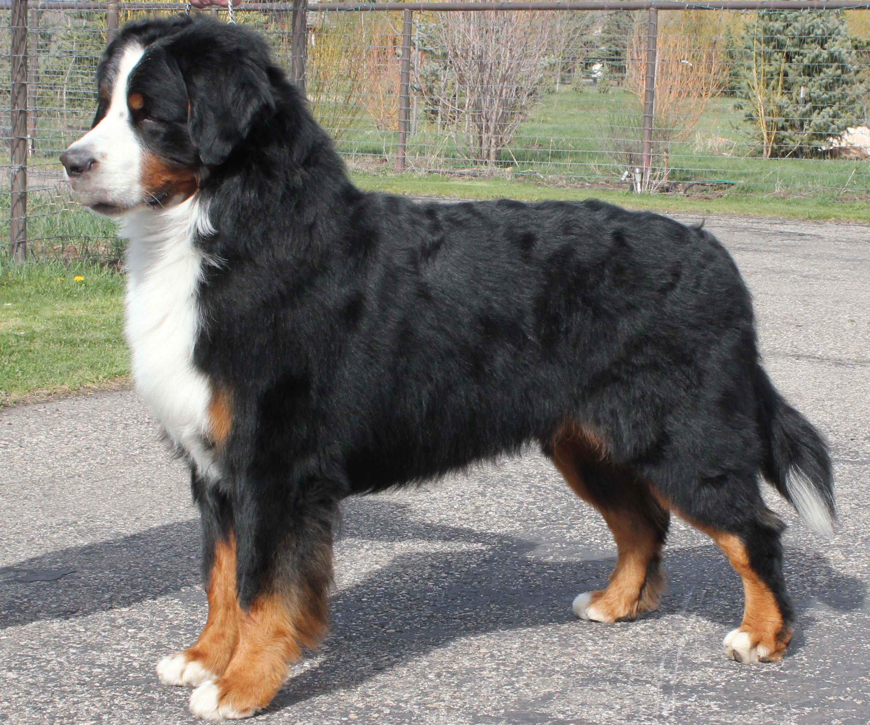bernese mountain utah quot bernese mountain dogs powder keg farm utah quot bernese mountain utah quot bernese mountain dogs powder keg farm utah quot