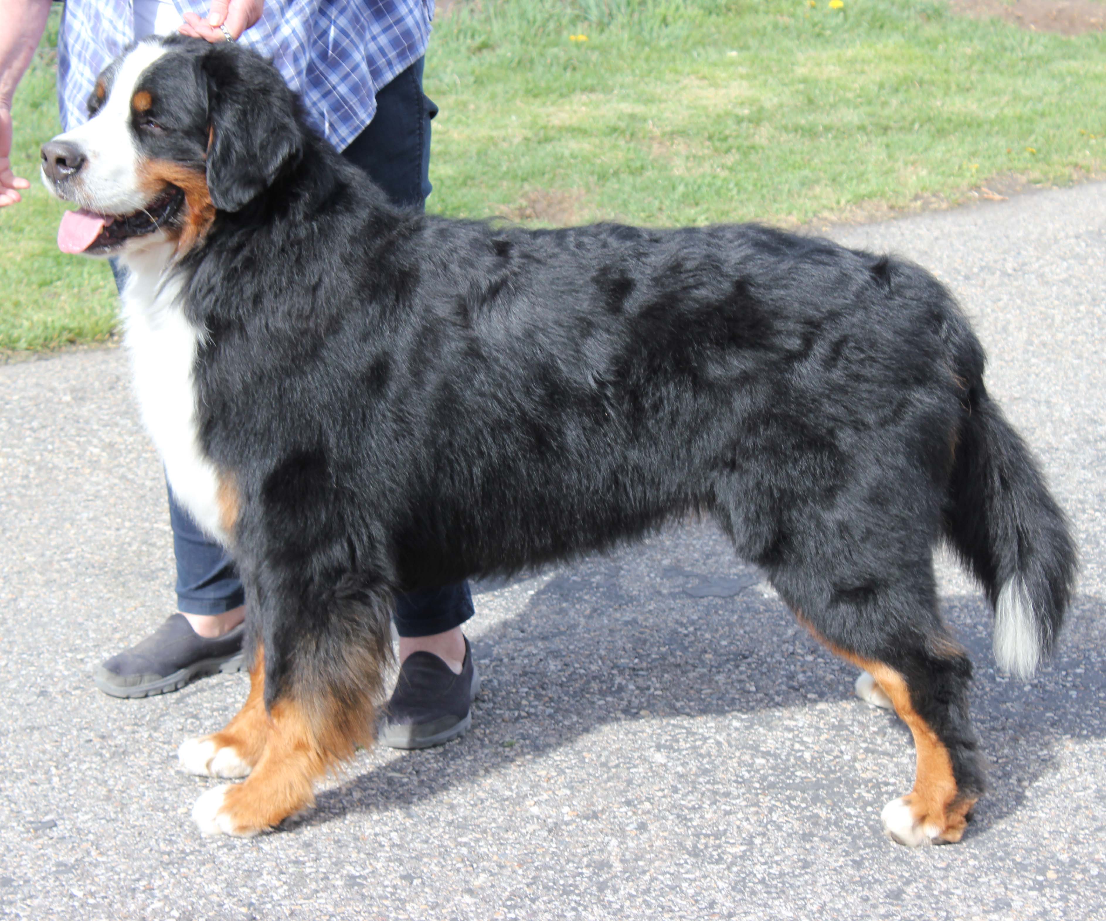 harley bernese utah