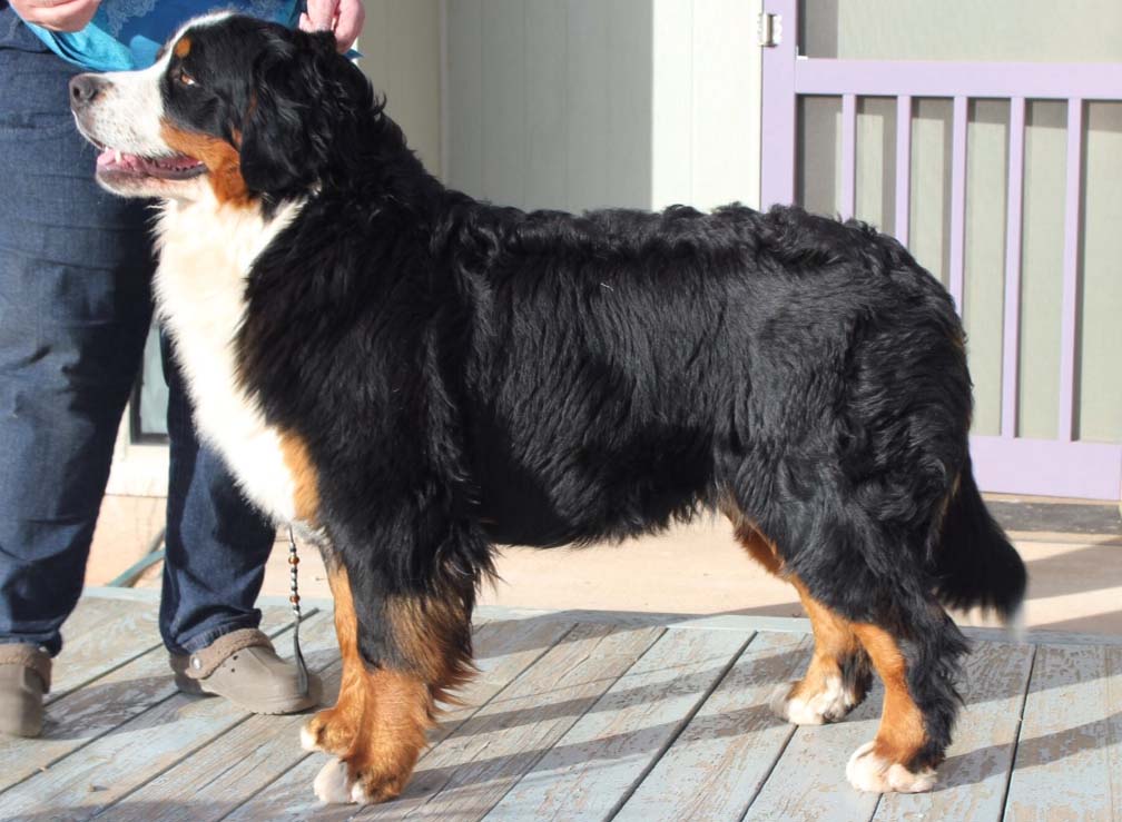 Bernese Kokopelli