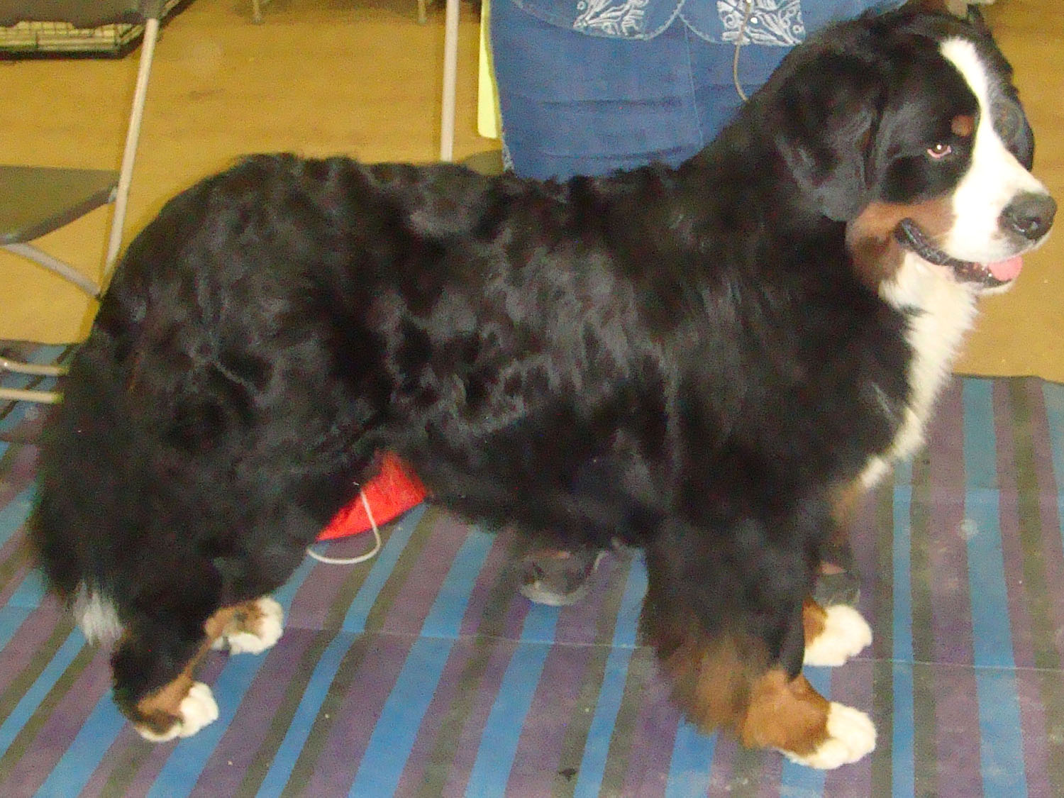 "Bernese Mountain Dogs Powder Keg Farm Utah"