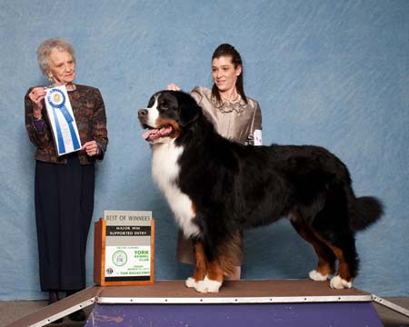 bernese mountain dogs Palmer