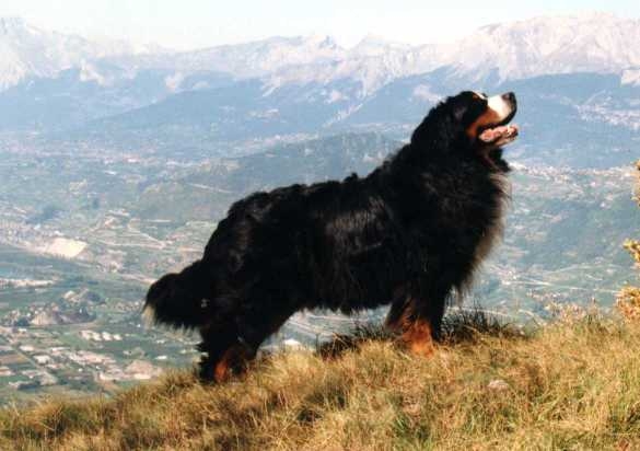 Bernese Triton