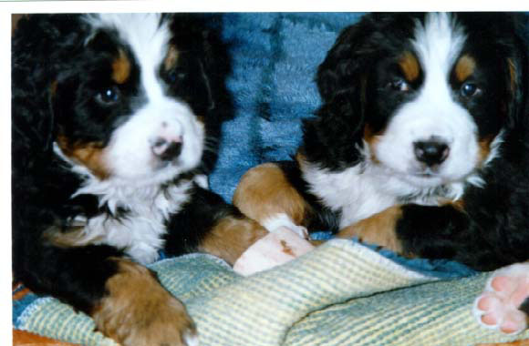 BERNESE PUPPIES