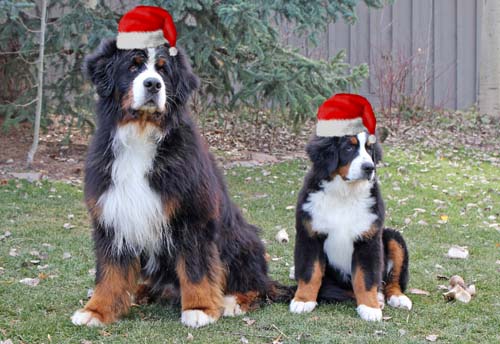 bernese mountain utah home page powder keg farm bernese bernese mountain utah home page powder keg farm bernese