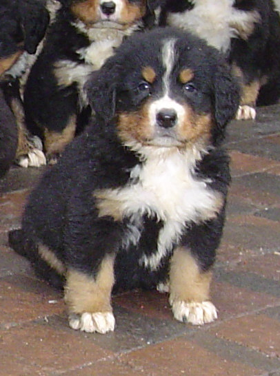 BERNESE