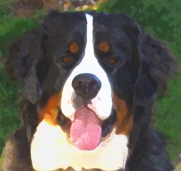 bernese mountain utah home page powder keg farm bernese bernese mountain utah home page powder keg farm bernese