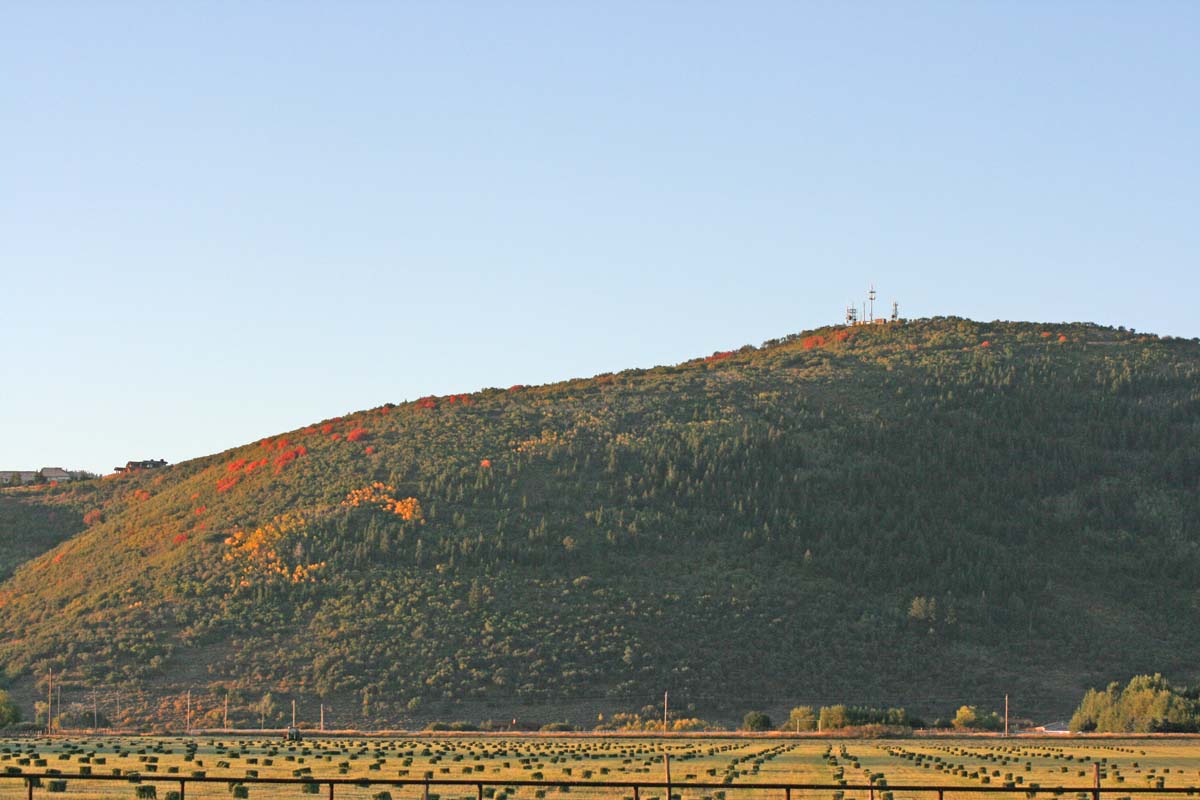 These videos show our dogs at work and play and important information