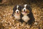 BERNESE