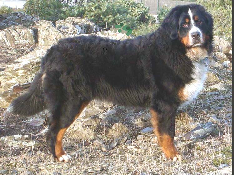 Indra bernese