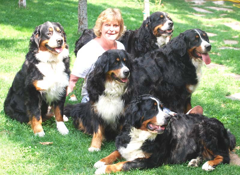 bernese mountain utah powder keg farm bernese bernese mountain utah powder keg farm bernese