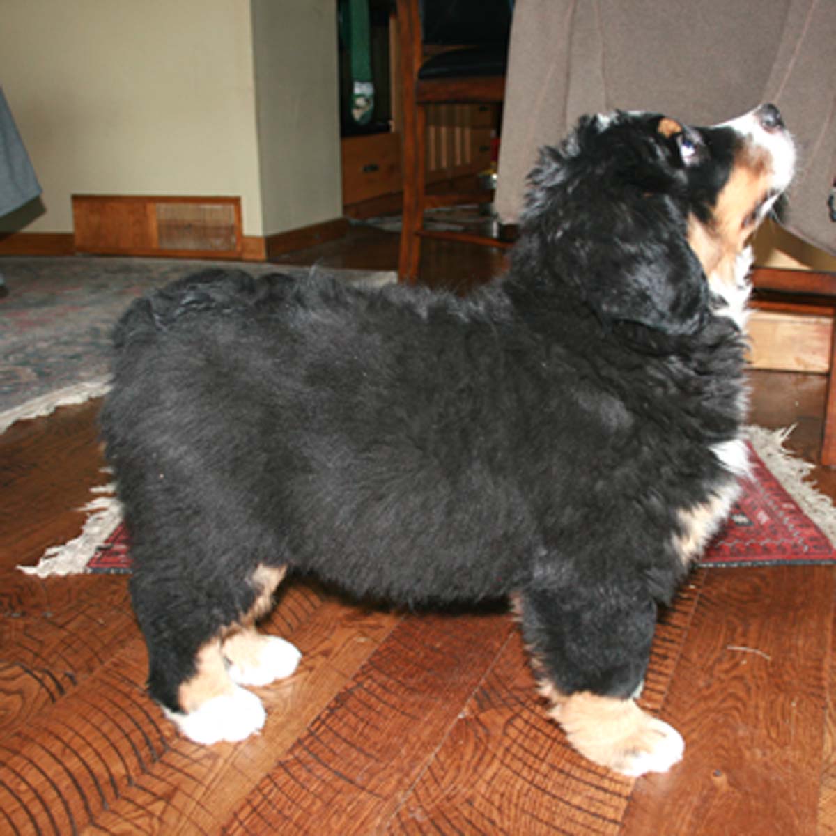zepp vd weyenberg bernese