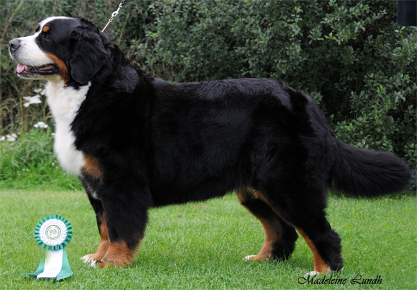 Bernese Mountain Dog